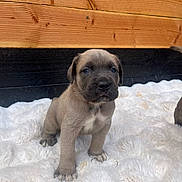 Alia a rejoint le concours — aidez-le/la à gagner de superbes lots ! adorable, animal, blanket, brown, companion, cute, dog, ears, face, fluffy, fur, indoors, looking, mammal, paws, pet, puppy, small, wooden_background, young