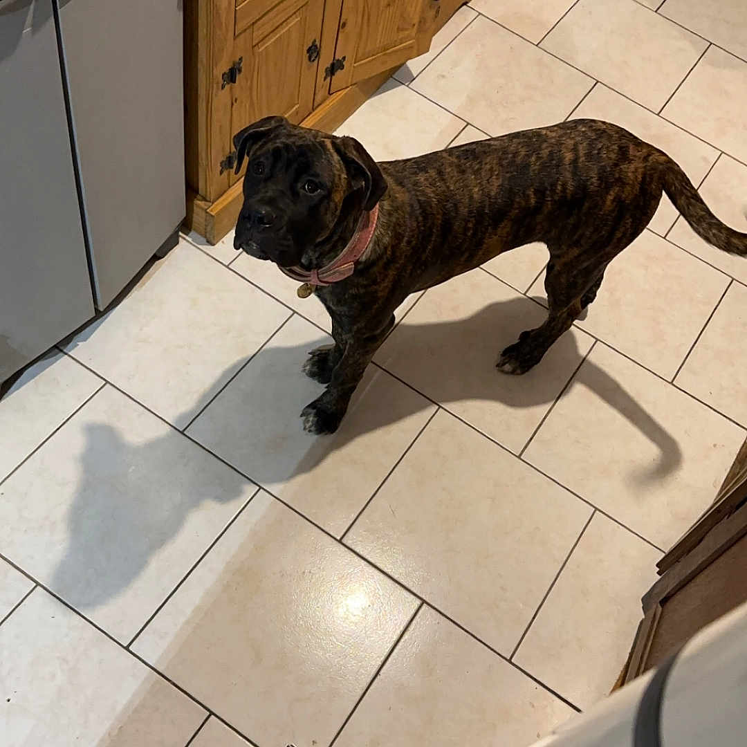 Nala