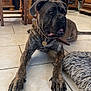 brindle, cabinet, canine, collar, dog, domestic, floor, flooring, furniture, home, indoor, large_dog, living_room, pet, relaxed, resting, rug, tile, tongue_out, wooden_chair