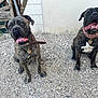 animal, brindle, canine, collar, companions, cute, dog, domestic_animal, fence, friendly, gravel, happy, mammal, outdoor, pet, playful, sitting, tongue_out, two_dogs, wall