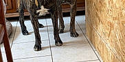 Harley a rejoint le concours — aidez-le/la à gagner de superbes lots ! brindle_coat, brown, collar, curious, decor, dog, family_photo, floor, furniture, gray, home, indoor, living_room, pet, standing, statue, tile_floor, tongue_out, two_animals, wooden_cabinet