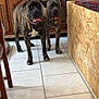 brindle_coat, brown, collar, curious, decor, dog, family_photo, floor, furniture, gray, home, indoor, living_room, pet, standing, statue, tile_floor, tongue_out, two_animals, wooden_cabinet