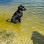 animal, black_dog, calm, collar, dog, lake, nature, outdoor, peaceful, pet, reflection, ripples, shadow, shallow_water, side_view, sitting, summer, sunlight, water, wet