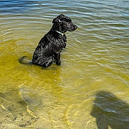 Maisie is registered to the contest to win money with this photo: animal, brown_water, calm, canine, collar, daylight, dog, lake, nature, outdoor, pet, quiet, reflection, ripples, shadow, shore, sitting, summer, water, wet_fur
