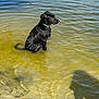 animal, brown_water, calm, canine, collar, daylight, dog, lake, nature, outdoor, pet, quiet, reflection, ripples, shadow, shore, sitting, summer, water, wet_fur