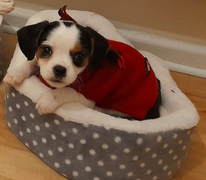Oreo is registered to the contest to win money with this photo: baby_products, bag, canidae, carmine, carnivore, comfort, companion_dog, dog, dog_bed, dog_breed, dog_clothes, dog_supply, non_sporting_group, pattern, pet_supply, small_terrier, sporting_group, toy_dog, white, working_animal