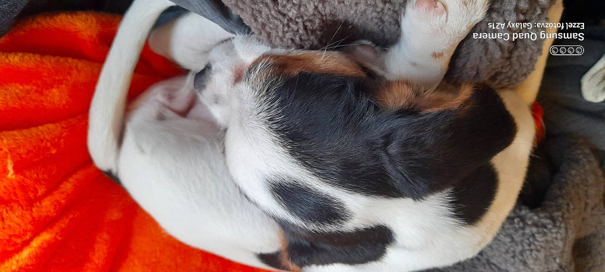 Oreo is registered to the contest to win money with this photo: canidae, carnivore, claw, close_up, comfort, companion_dog, dog, dog_breed, ear, fawn, fur, nap, non_sporting_group, paw, sleep, snout, sporting_group, tail, terrestrial_animal, whiskers