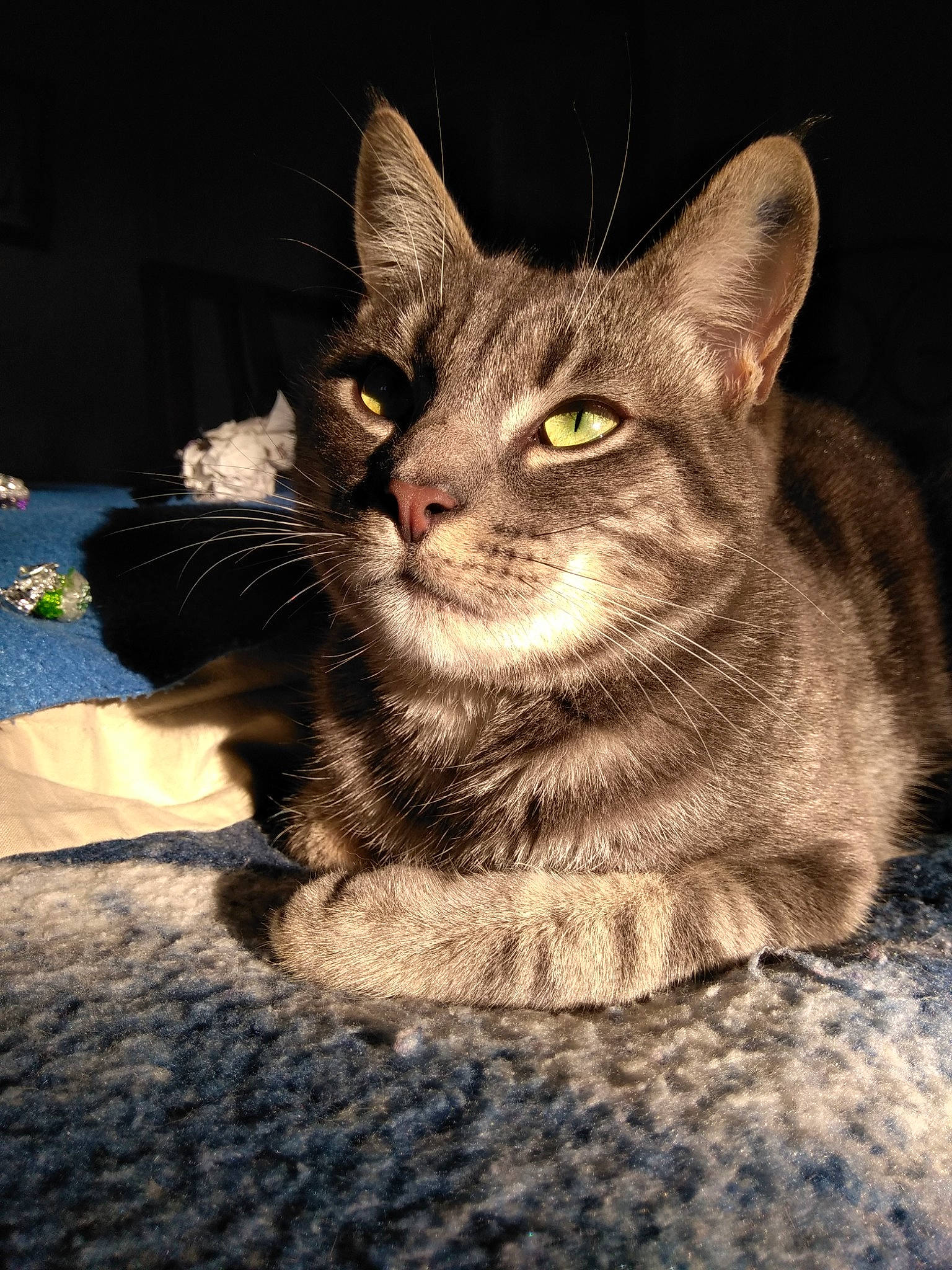 Oméga participe au concours pour gagner de l'argent avec cette photo : black_cat, carnivore, cat, claw, darkness, domestic_short_haired_cat, eye, felidae, fur, grey, head, paw, sitting, small_to_medium_sized_cats, snout, tail, terrestrial_animal, whiskers, wildlife, window