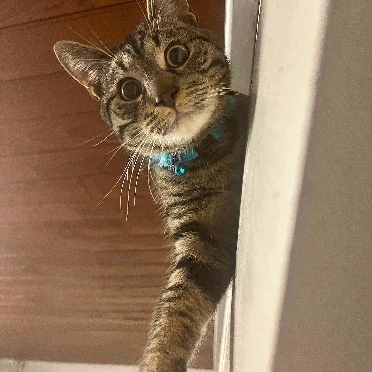 Moushou participe au concours pour gagner de l'argent avec cette photo : abyssinian, accessories, animal, cat, collar, egyptiancat, hardwood, kitten, leash, manx, pet, plywood, siamese, strap, wood
