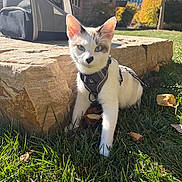 Onion is registered to the contest to win money with this photo: cat, kitten, animal, pet, harness, outdoors, grass, garden, rocks, stone, sunlight, portrait, close_up, white_fur, gray_fur, greenery, autumn_leaves, pet_carrier, building, urban