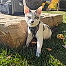 cat, kitten, animal, pet, harness, outdoors, grass, garden, rocks, stone, sunlight, portrait, close_up, white_fur, gray_fur, greenery, autumn_leaves, pet_carrier, building, urban