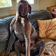 Tshula participe au concours pour gagner de l'argent avec cette photo : animal, blanket, canine, couch, dog, domestic_animal, furniture, great_dane, home, indoors, large_dog, mammal, pet, pillows, portrait, relaxed, resting, sitting, sunlight, window