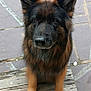 Nelhya a rejoint le concours — aidez-le/la à gagner de superbes lots ! dog, german_shepherd, pet, animal, outdoor, wooden_deck, stone_pavement, brown_fur, black_fur, ears, paws, canine, portrait, looking_up, sitting, loyal, curious, fur_texture, domestic_animal, companion