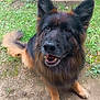dog, german_shepherd, canine, pet, animal, outdoor, grass, dirt, ears, tail, sitting, friendly, happy, brown, black, fur, snout, nose, eyes, nature