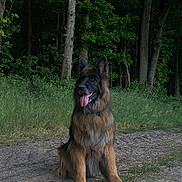 Nelhya a rejoint le concours — aidez-le/la à gagner de superbes lots ! dog, german_shepherd, sitting, outdoor, forest, trees, grass, path, animal, pet, canine, nature, tongue_out, fur, alert, mammal, wildlife, summer, daytime, portrait