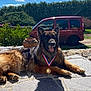 Nelhya participe au concours pour gagner de l'argent avec cette photo : dog, german_shepherd, medal, outdoor, sunny, patio, stone_floor, greenery, bushes, blue_sky, clouds, vehicle, van, pet, animal, canine, lying_down, happy, tongue_out, award