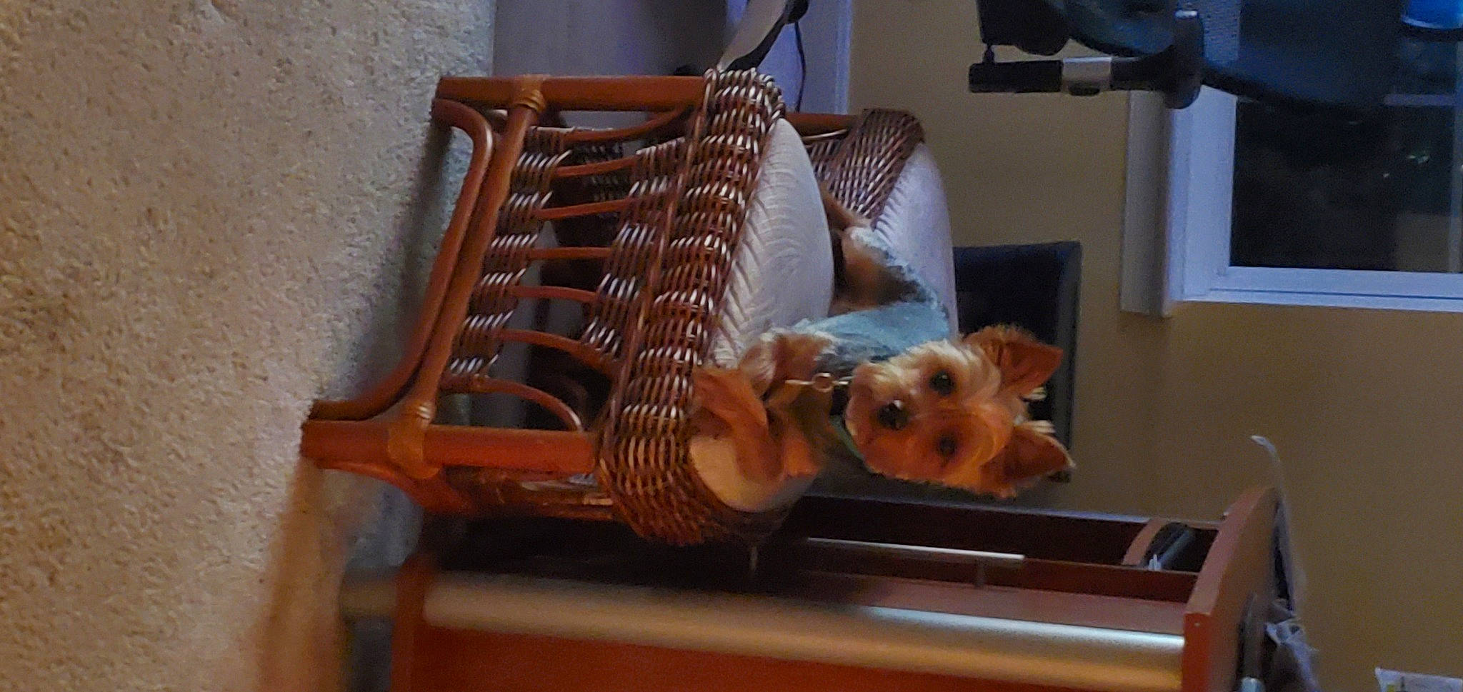 Turtle joined the competition — help win amazing prizes! canidae, carnivore, chair, companion_dog, dog, dog_breed, fawn, furniture, norwich_terrier, small_terrier, terrier, welsh_terrier, yorkshire_terrier