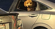 Maple is registered to the contest to win money with this photo: animal, car, companion, curious, curly_fur, daytime, dog, license_plate, nature, outdoor, parked_vehicle, parking_lot, pet, rear_window, silver_car, tail_light, transportation, tree, urban, window