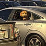 Maple is registered to the contest to win money with this photo: dog, car, parking_lot, silver_car, window, curly_fur, pet, animal, parked_vehicle, rear_window, outdoor, daytime, curious, companion, transportation, urban, nature, tree, license_plate, tail_light