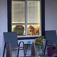 Maple is registered to the contest to win money with this photo: dog, person, window, window_blinds, chair, table, plant, cup, outdoor, porch, fence, pet, curious, house, daylight, looking_out, animal, home, furniture, green_clothing