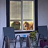 dog, person, window, window_blinds, chair, table, plant, cup, outdoor, porch, fence, pet, curious, house, daylight, looking_out, animal, home, furniture, green_clothing