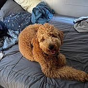 Maple joined the competition — help win amazing prizes! animal, bed, blanket, casual, cozy, curly_fur, dog, domestic, fabric, furniture, gray_bedding, happy_dog, indoor, natural_light, pet, pillow, relaxed, resting, smiling, window