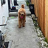 Maple joined the competition — help win amazing prizes! animal, canine, concrete_pathway, daylight, dog, fence, garden_lights, golden_doodle, greenery, happy, outdoor, pet, plants, playful, sidewalk, stick, walking, white_wall, wooden_fence, yard