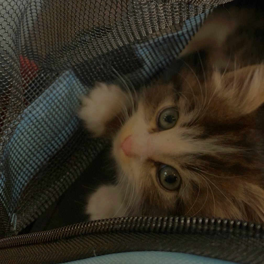 Rafka participe au concours pour gagner de l'argent avec cette photo : animal, carrier, cat, closeup, cozy, curious, cute, eyes, face, feline, fur, indoor, kitten, mesh, nose, paws, pet, small, whiskers, young