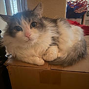 Rey is registered to the contest to win money with this photo: cat, fluffy, indoor, cardboard_box, curious_eyes, pet, feline, cozy, fur, resting, cute, animal, domestic_cat, whiskers, ears, tail, soft_lighting, closeup, relaxing, household