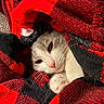 cat, kitten, white_cat, black_cat, fur, whiskers, eyes, nose, paw, sleepy, cozy, blanket, red_blanket, black_blanket, cuddly, indoor, close_up, portrait, relaxed, pet