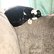 Lucha joined the competition — help win amazing prizes! animal, black_and_white, blanket, cat, couch, cozy, curled_up, domestic_cat, fur, furniture, home, indoor, paw, pet, relaxing, resting, sleeping, soft_texture, tuxedo_cat, window_light