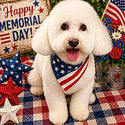 Cooper joined the competition — help win amazing prizes! dog, white_dog, bandana, american_flag, memorial_day, patriotic, flowers, stars, decorations, plaid, checkered_cloth, happy, tongue_out, pet, cute, celebration, holiday, outdoor, garden, festive