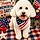 Cooper