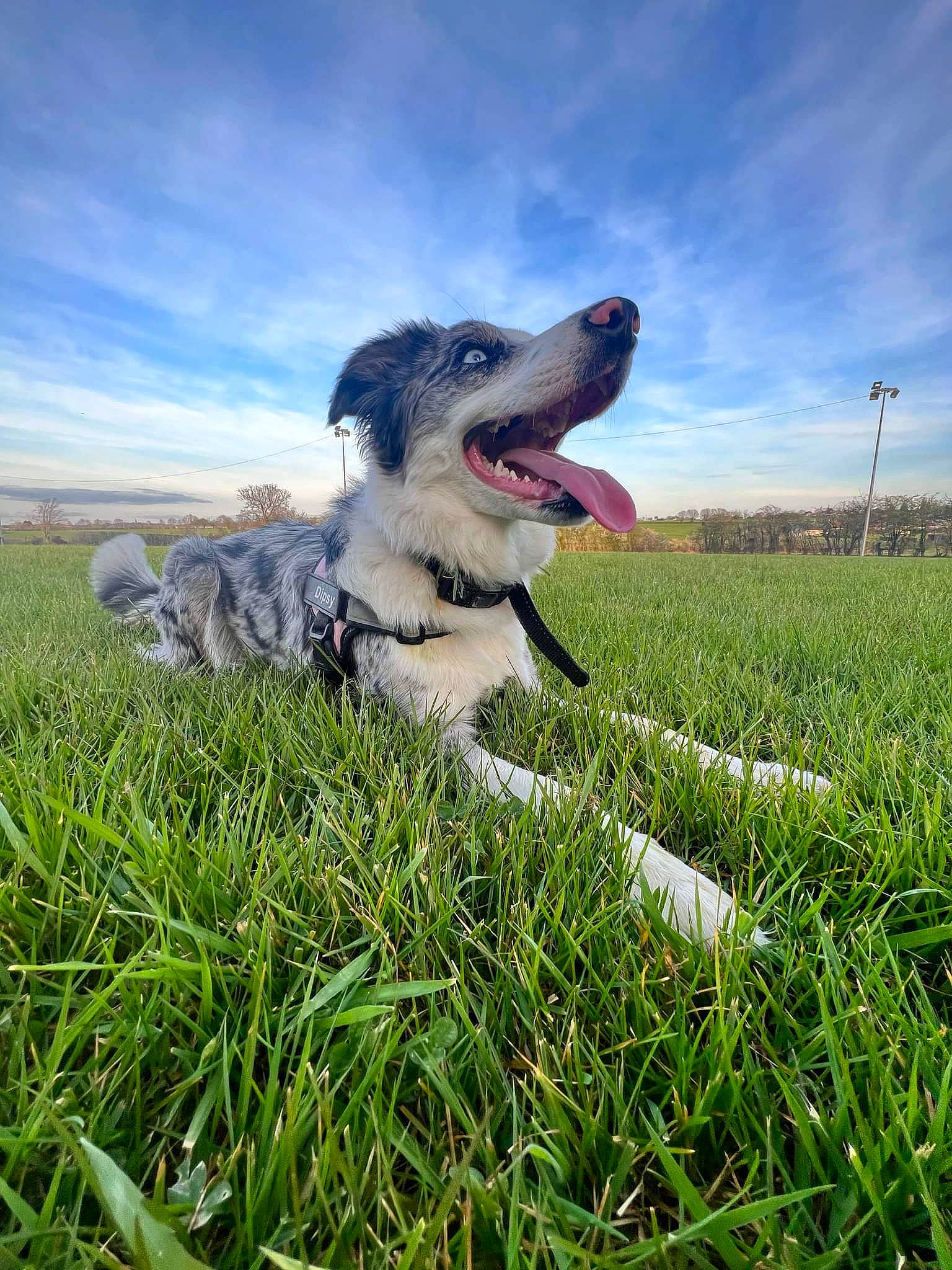 Dipsy a rejoint le concours — aidez-le/la à gagner de superbes lots ! aircraft, ball, canidae, carnivore, cloud, companion_dog, dog, dog_breed, grass, grassland, happy, landscape, natural_landscape, pasture, people_in_nature, plant, prairie, recreation, sky, sporting_group