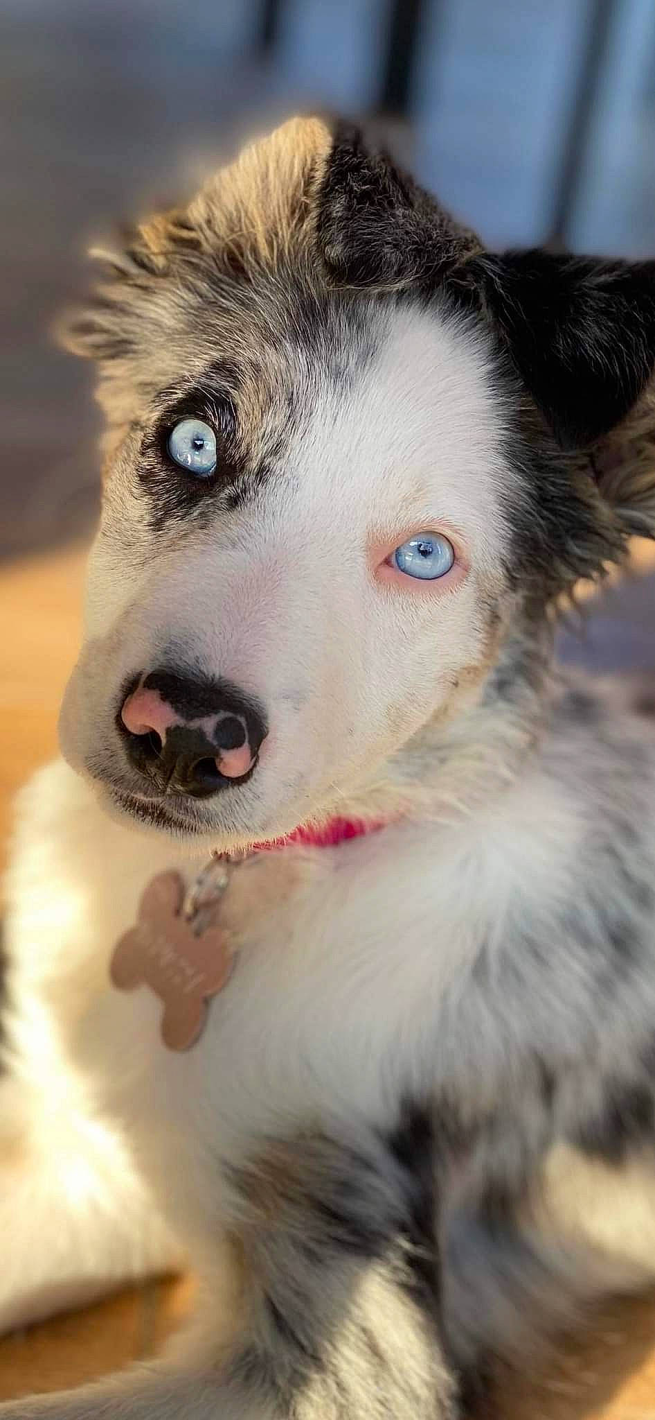Dipsy participe au concours pour gagner de l'argent avec cette photo : ancient_dog_breeds, canidae, carnivore, collar, companion_dog, dog, dog_breed, dog_collar, fur, iris, jaw, siberian_husky, sled_dog, snout, sporting_group, terrestrial_animal, whiskers, winter, working_animal, working_dog