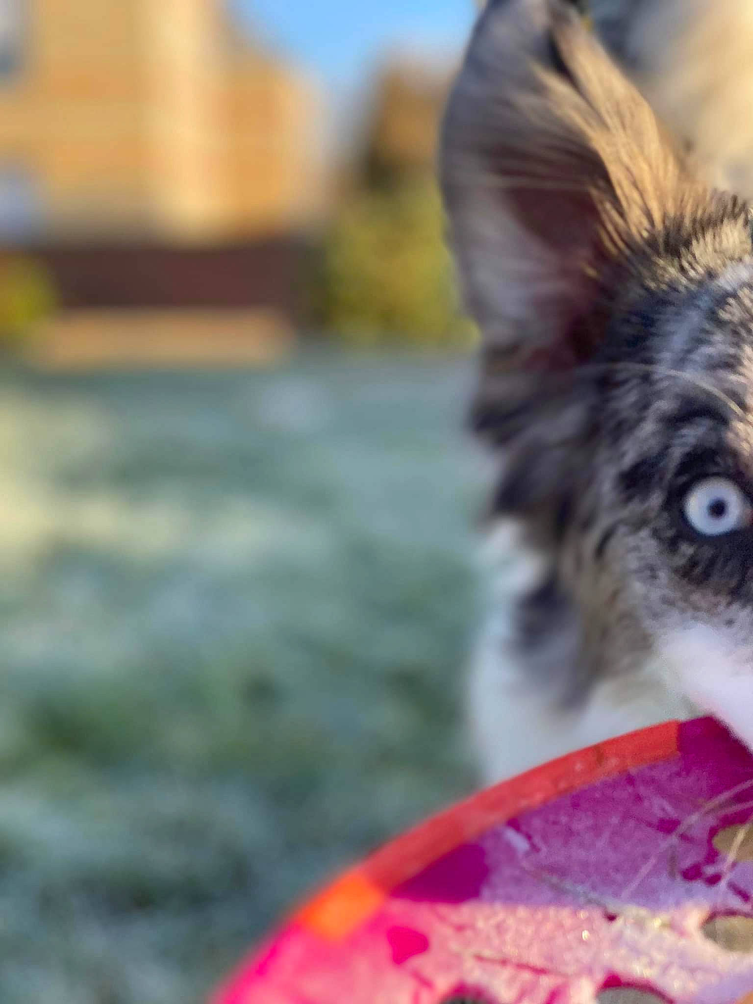 Dipsy a rejoint le concours — aidez-le/la à gagner de superbes lots ! carmine, cat, close_up, domestic_short_haired_cat, feather, felidae, fur, grass, macro_photography, plant, sky, small_to_medium_sized_cats, snout, whiskers, wind_wave, winter