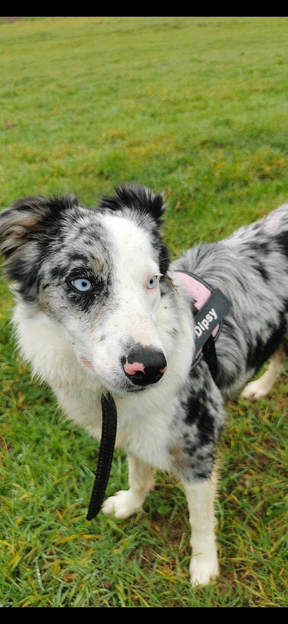 Dipsy a rejoint le concours — aidez-le/la à gagner de superbes lots ! ancient_dog_breeds, canidae, carnivore, companion_dog, dog, dog_breed, fur, grass, mammal, plant, snout, sporting_group, terrestrial_animal, working_animal, working_dog