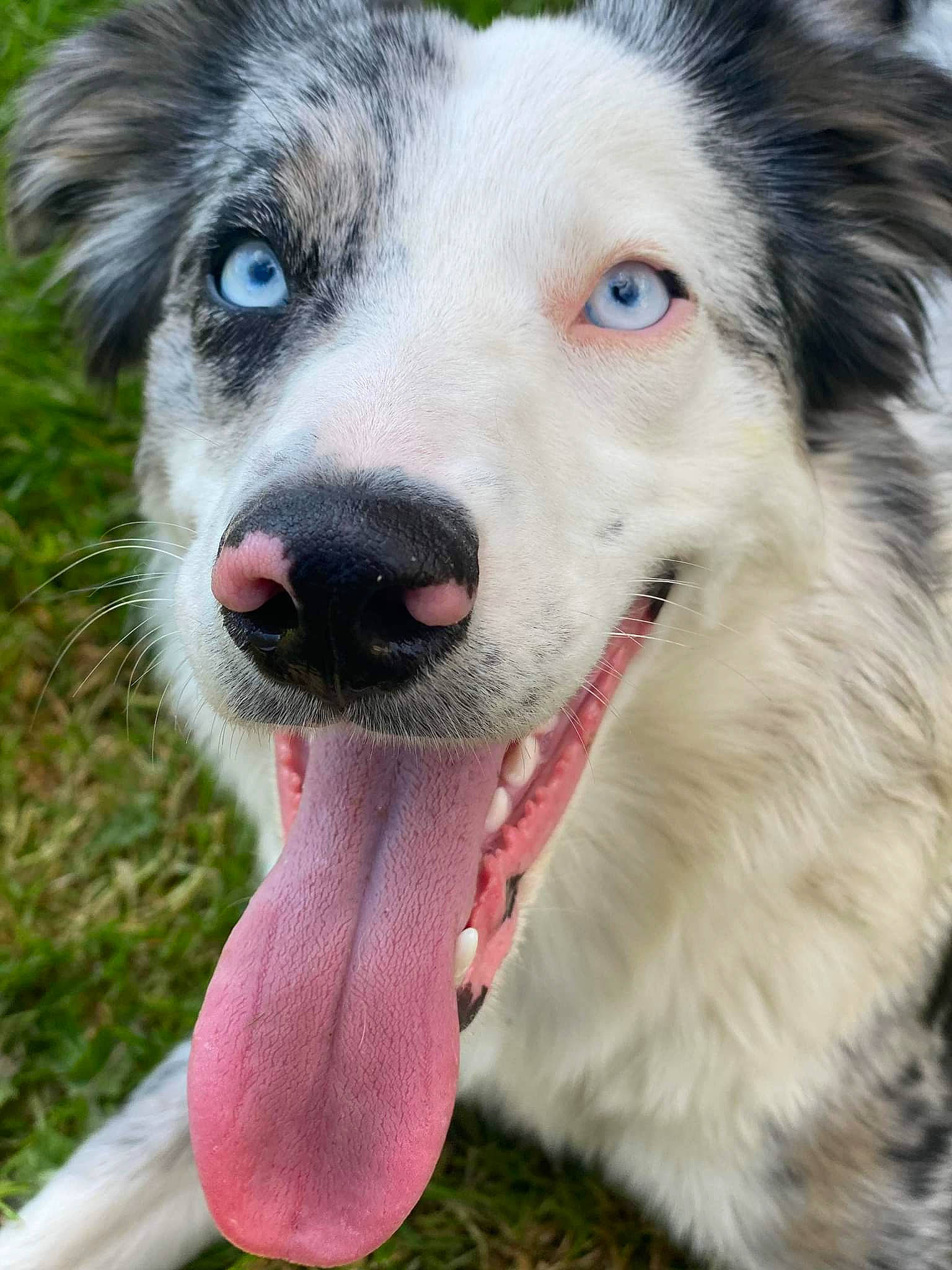 Dipsy a rejoint le concours — aidez-le/la à gagner de superbes lots ! ancient_dog_breeds, canidae, carnivore, collar, companion_dog, dog, dog_breed, dog_collar, fur, grass, photography, plant, snout, sporting_group, terrestrial_animal, whiskers, working_animal, working_dog