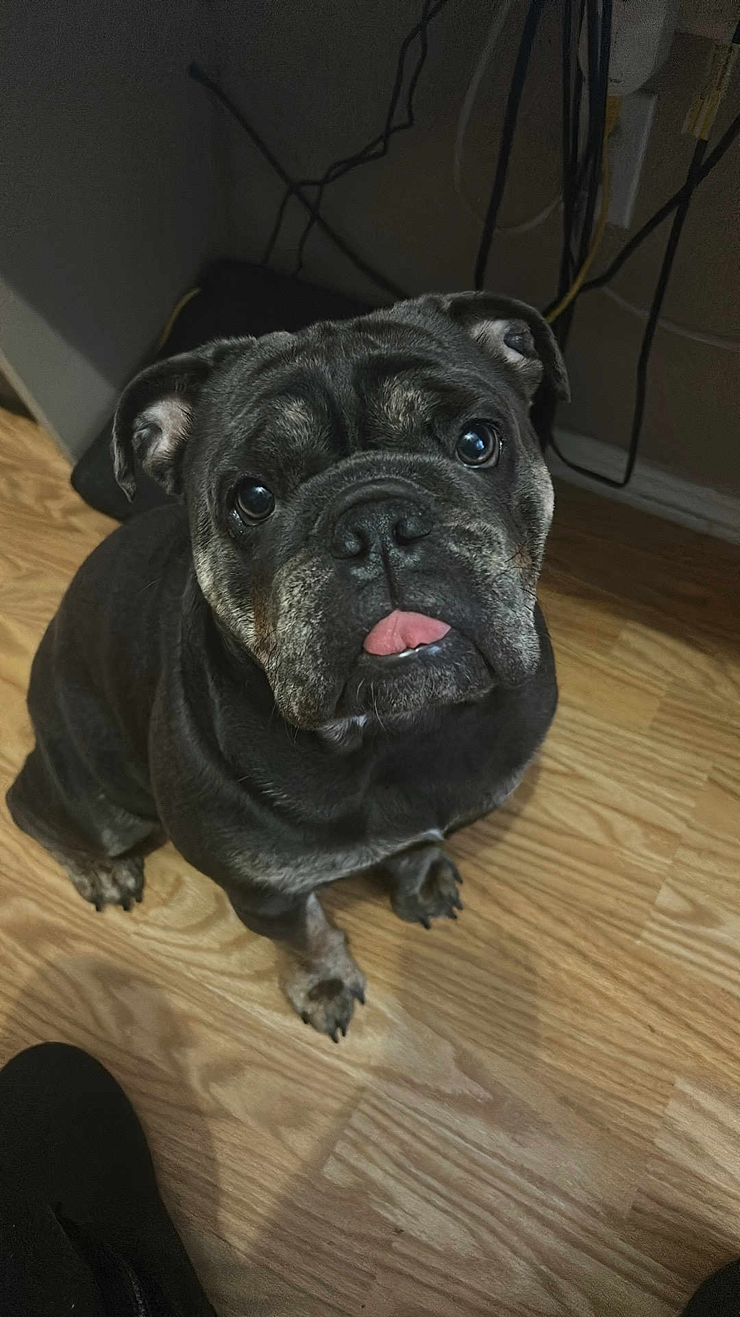 Mabel is registered to the contest to win money with this photo: dog, bulldog, pet, indoor, floor, wooden_floor, animal, cute, tongue_out, looking_up, ears, face, paw, black_fur, gray_fur, canine, companion, home, cable, flooring