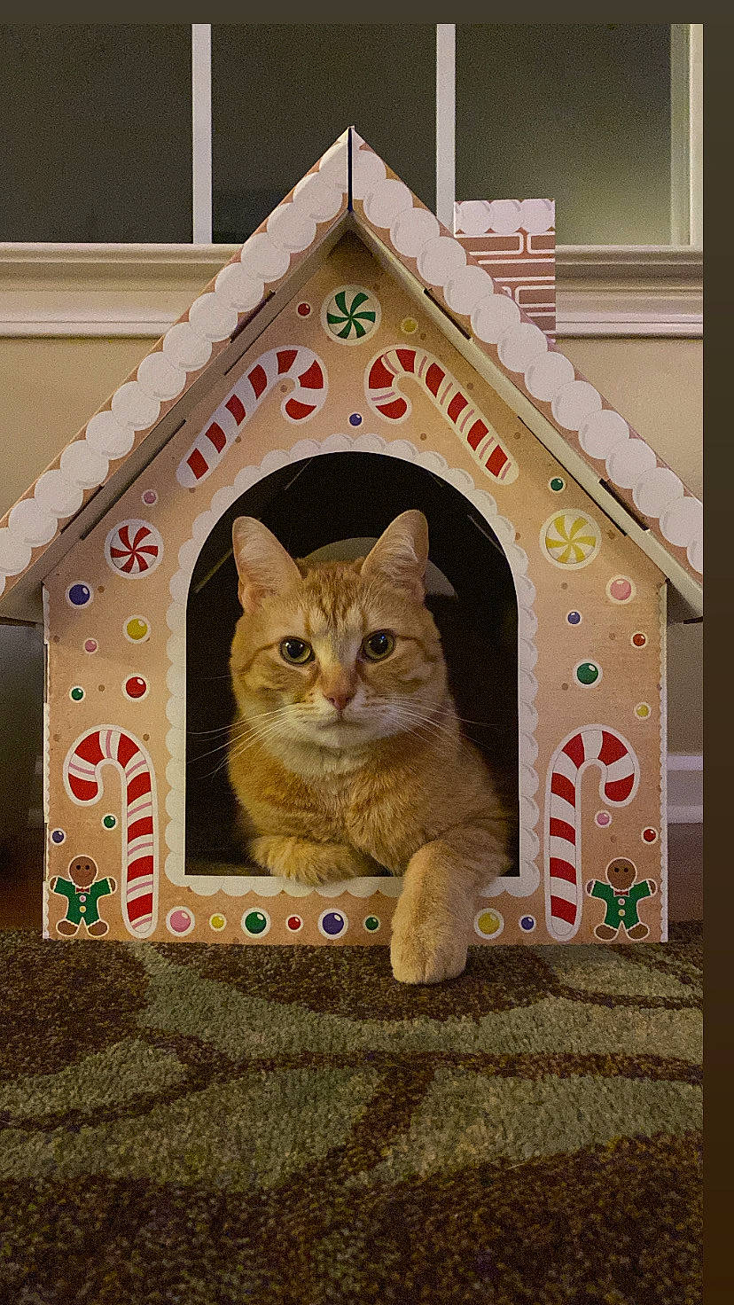 Eli joined the competition — help win amazing prizes! art, carnivore, cat, cat_supply, domestic_short_haired_cat, door, fawn, felidae, flooring, fur, house, pet_supply, rectangle, small_to_medium_sized_cats, snout, tail, tree, whiskers, window, wood