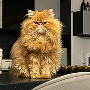 Charly a rejoint le concours — aidez-le/la à gagner de superbes lots ! cat, persian_cat, orange_cat, fluffy, long_hair, pet, indoor, countertop, feline, animal, cute, mammal, whiskers, ears, fur, expression, domestic_cat, house, kitchen, sitting