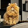 cat, persian_cat, orange_cat, fluffy, long_hair, pet, indoor, countertop, feline, animal, cute, mammal, whiskers, ears, fur, expression, domestic_cat, house, kitchen, sitting
