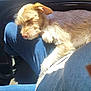 puppy, dog, sleeping, lap, sunlight, fur, cozy, car_interior, relaxation, pet, animal, close_up, casual, comfort, blue_jeans, human, paw, resting, daylight, soft