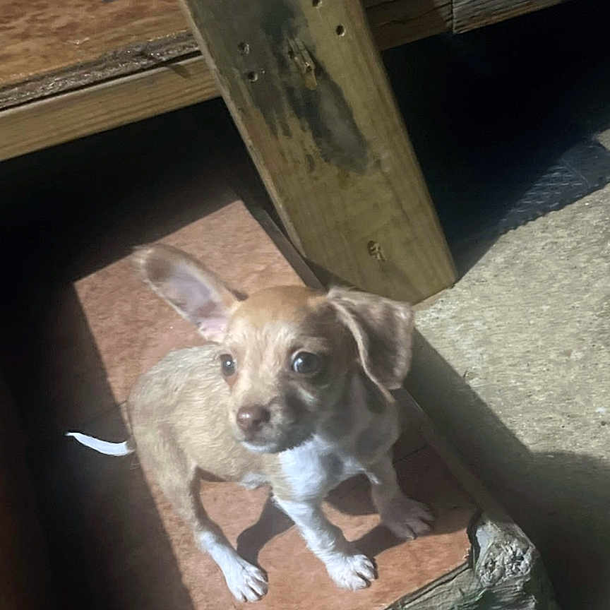Juinor joined the competition — help win amazing prizes! animal, brown, curious, cute, dog, ears, floor, grass, ground, looking, nature, outdoor, pet, puppy, shadow, small, step, sunlight, wood, young
