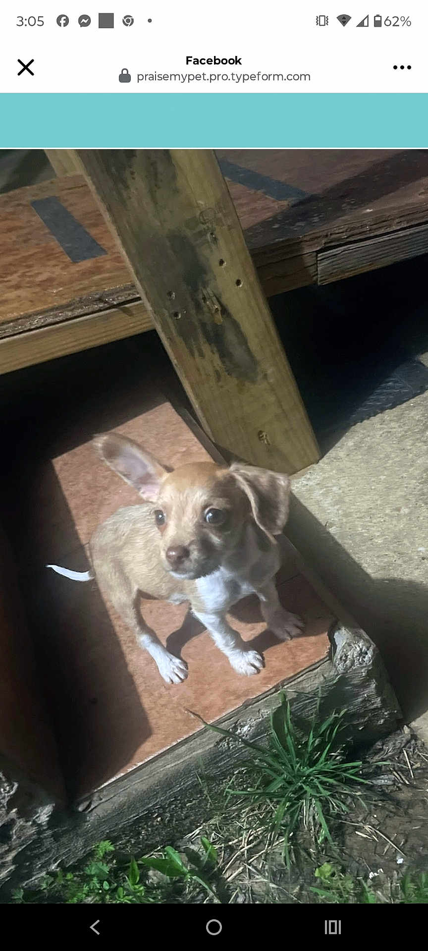 Juinor joined the competition — help win amazing prizes! puppy, dog, outdoor, wood, step, grass, shadow, sunlight, animal, small, cute, pet, young, looking, ears, floor, nature, ground, curious, brown