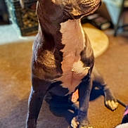 Tricky joined the competition — help win amazing prizes! animal, attentive, background_blur, brown, canine, carpet, companion, cozy, dog, domestic, fur, furniture, household, indoor, paw, pet, pet_bed, portrait, sitting, white_markings