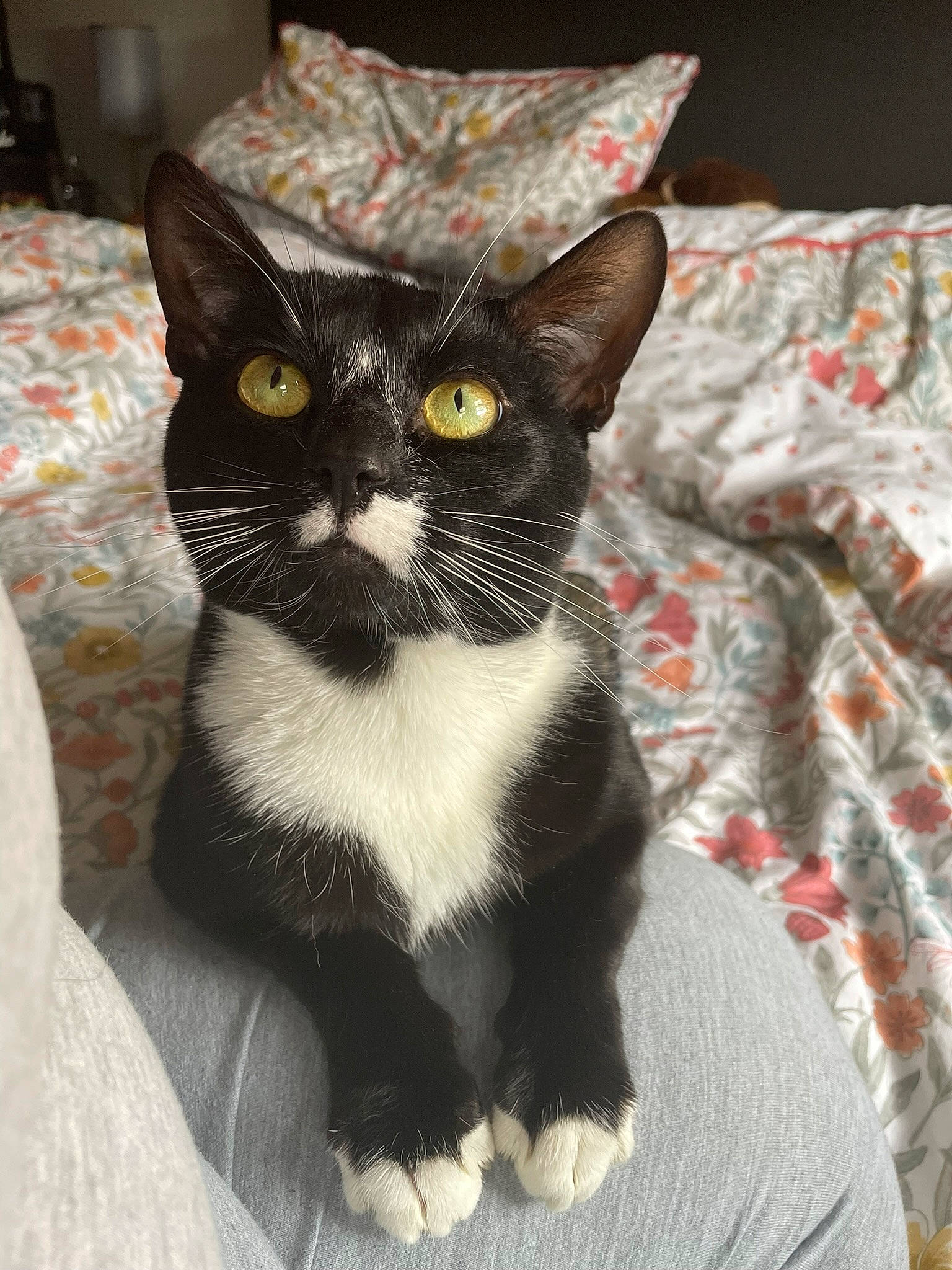 Marley is registered to the contest to win money with this photo: art, black_cat, box, carnivore, cat, comfort, domestic_short_haired_cat, felidae, fur, grey, linens, packaging_and_labeling, pattern, paw, pillow, small_to_medium_sized_cats, snout, tail, whiskers