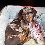 Alaïa a rejoint le concours — aidez-le/la à gagner de superbes lots ! puppy, dachshund, dog, bed, plush_toy, dolphin_plush, pink_toy, cozy, cute, pet, animal, fur, sleeping_area, indoor, resting, looking_up, small_dog, brown_spotted, soft_texture, companion