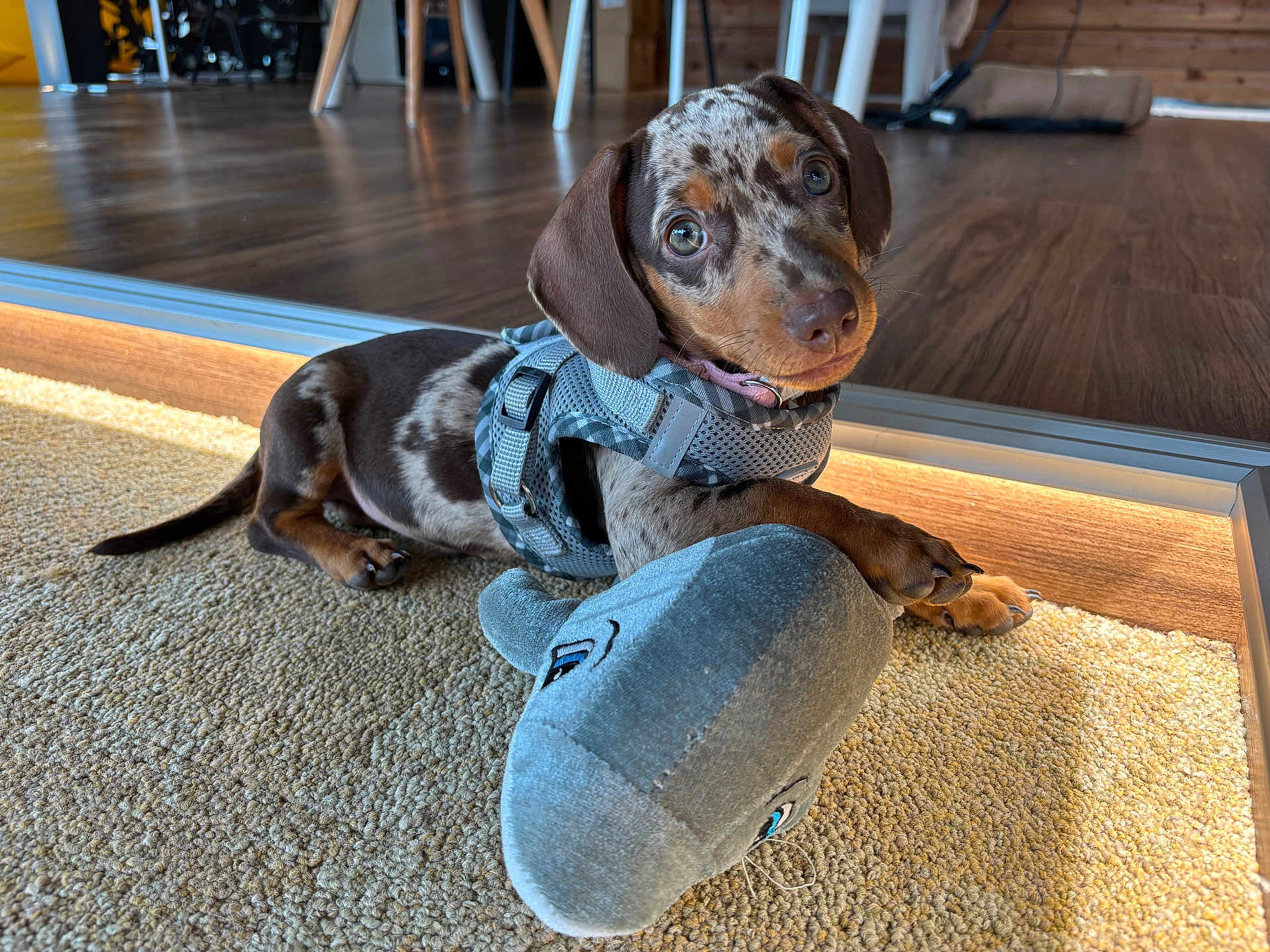 Alaïa a rejoint le concours — aidez-le/la à gagner de superbes lots ! dachshund, puppy, dog, indoor, carpet, plush_toy, shark_toy, pet, animal, cute, brown, gray_harness, floor, wooden, furniture, playful, young_dog, resting, paw, curious