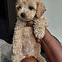 Cashmere joined the competition — help win amazing prizes! puppy, dog, fluffy, curly_fur, cute, pet, animal, hand, person, indoor, carpet, furniture, light_brown, young, small, adorable, front_view, holding, close_up, domestic